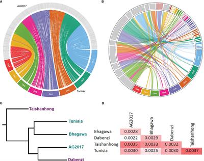 Two major chromosome evolution events with unrivaled conserved gene content in pomegranate